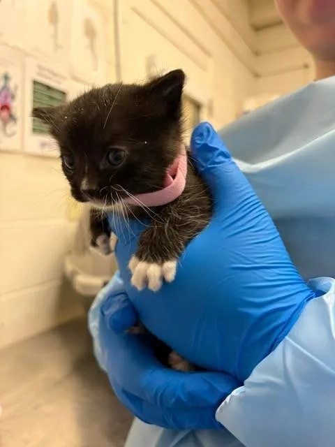 A baby medium-sized male Black Domestic Medium Hair cat named Aleakesh for adoption in Fruit Heights, UT