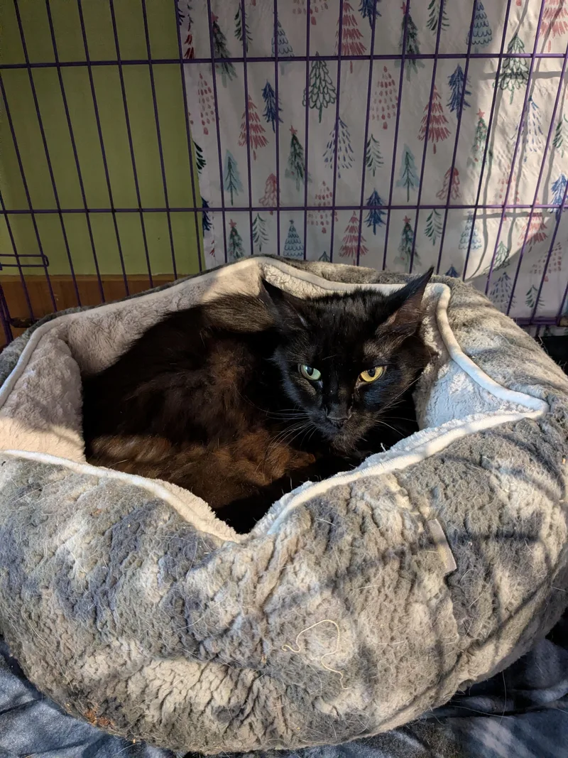 A young medium-sized male Black Domestic Medium Hair cat named Vesper for adoption in Wells, ME