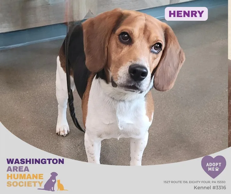 Henry