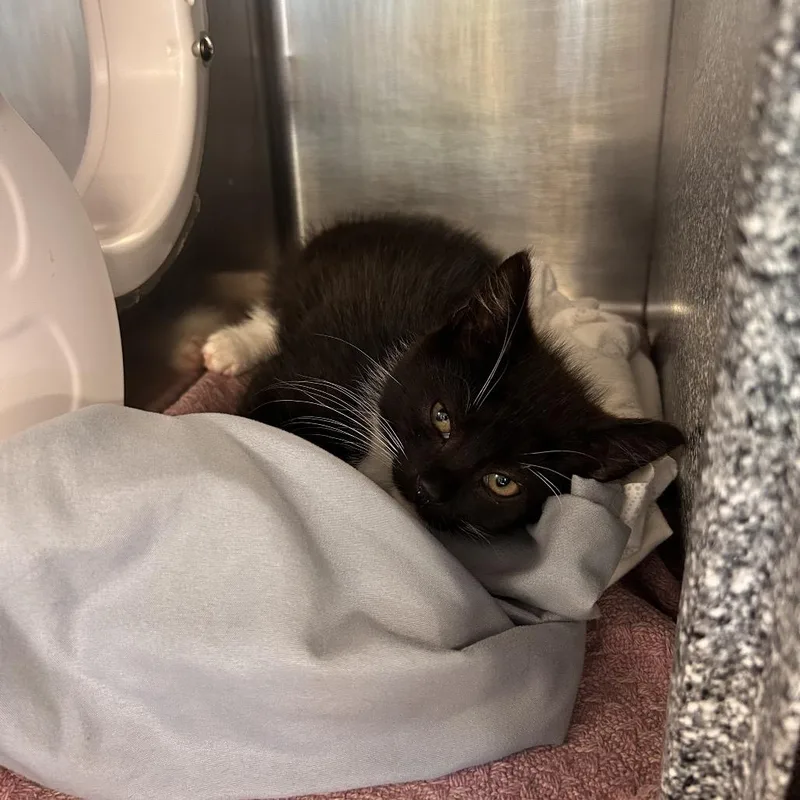 A baby small-sized male Black Domestic Short Hair cat named Sonny for adoption in Birdsboro, PA