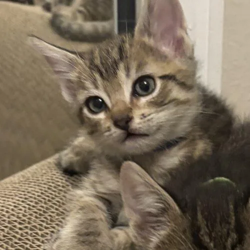 A baby small-sized male Tabby (Brown / Chocolate) Domestic Short Hair cat named Jimmy for adoption in Tampa, FL