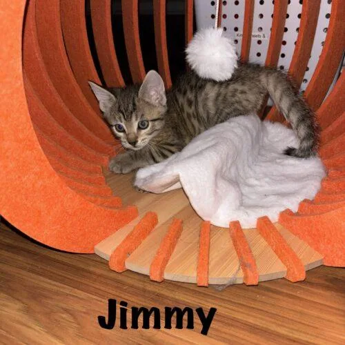 Jimmy thumbnail 2