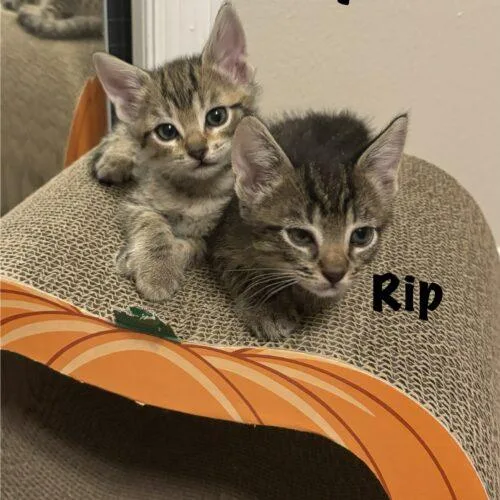 Jimmy thumbnail 4