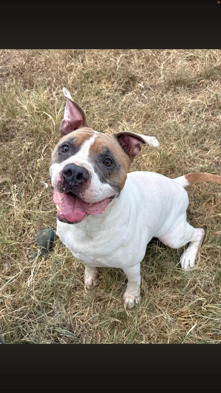 An adult medium-sized male Pit Bull Terrier dog named Loki for adoption in Paradise, TX