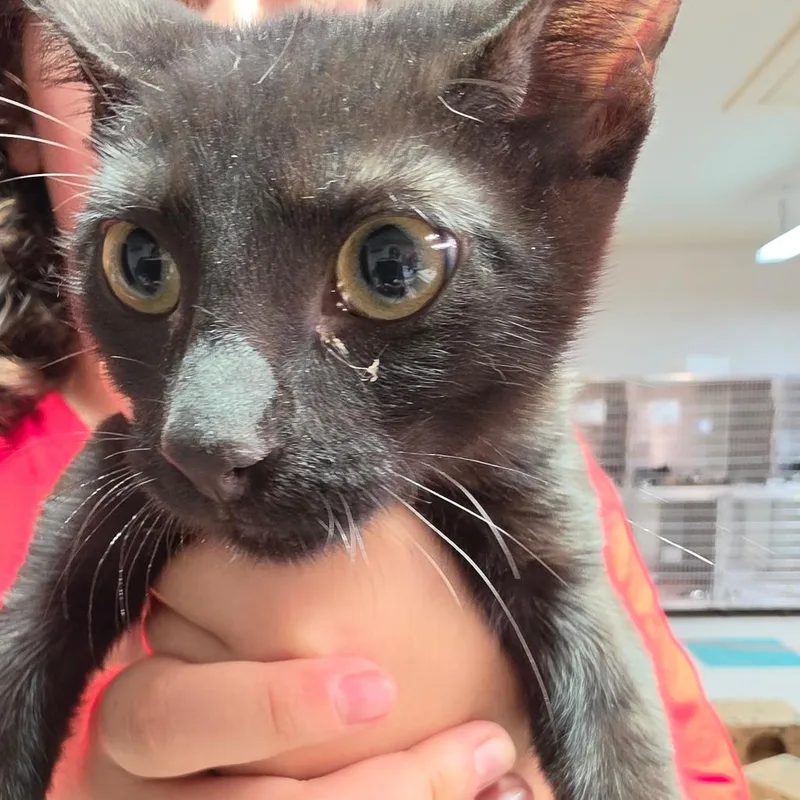 A baby small-sized female Black Domestic Short Hair cat named Camille for adoption in Leander, TX