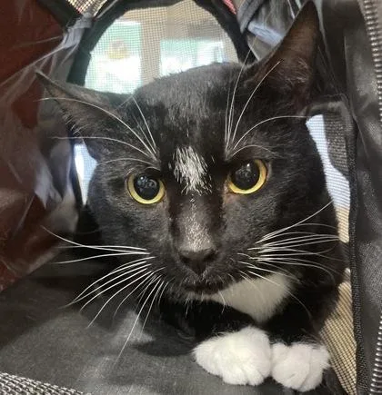 An adult small-sized male Domestic Short Hair cat named Wiz for adoption in Cincinnati, OH