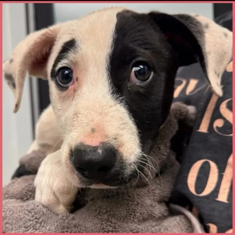A baby medium-sized female Mixed Breed dog named Puppies for adoption in Wilsall, MT
