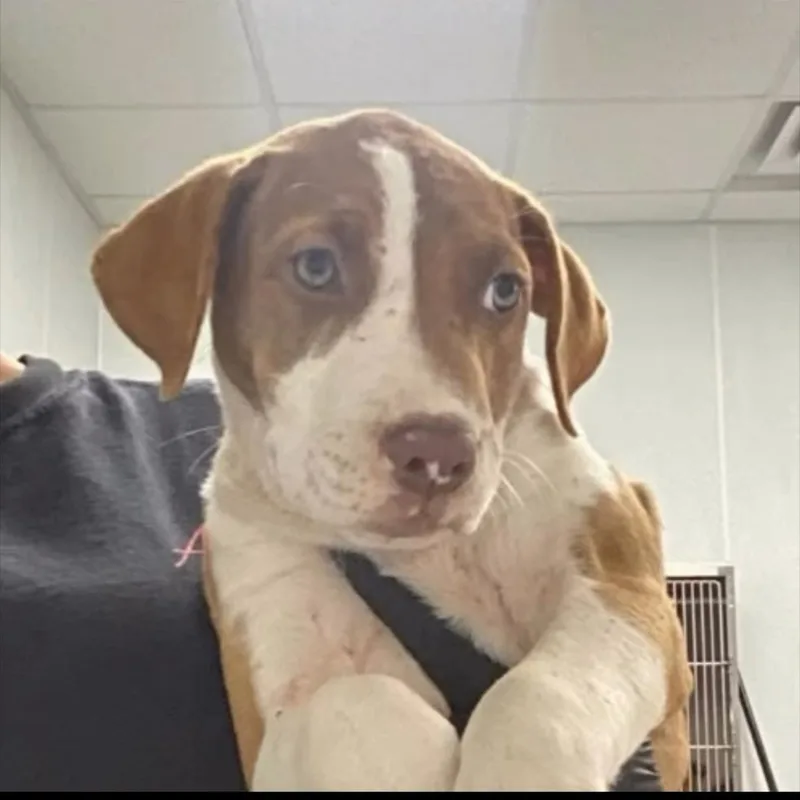 Puppies thumbnail 2