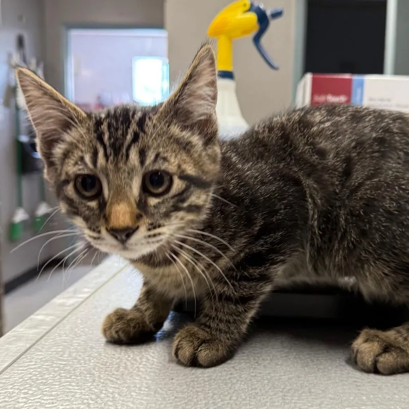 A baby small-sized male Brown / Chocolate Domestic Short Hair cat named Tito for adoption in Spokane, WA