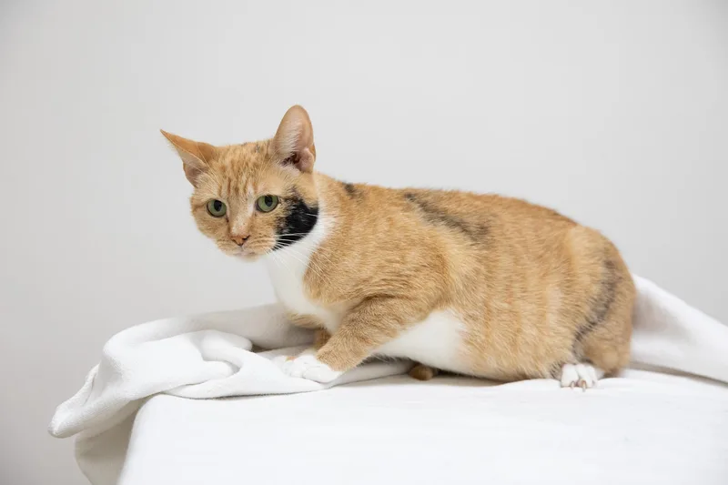 An adult medium-sized female Calico Domestic Short Hair cat named Cinnamon for adoption in Montclair, NJ