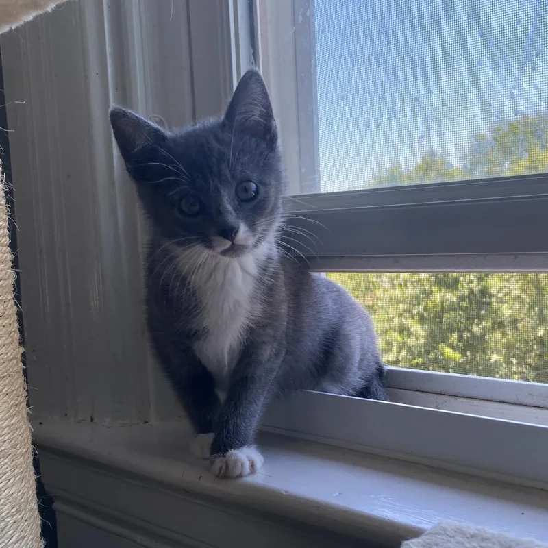 A baby small-sized female Gray / Blue / Silver Domestic Short Hair cat named Janis for adoption in Woodbridge, VA
