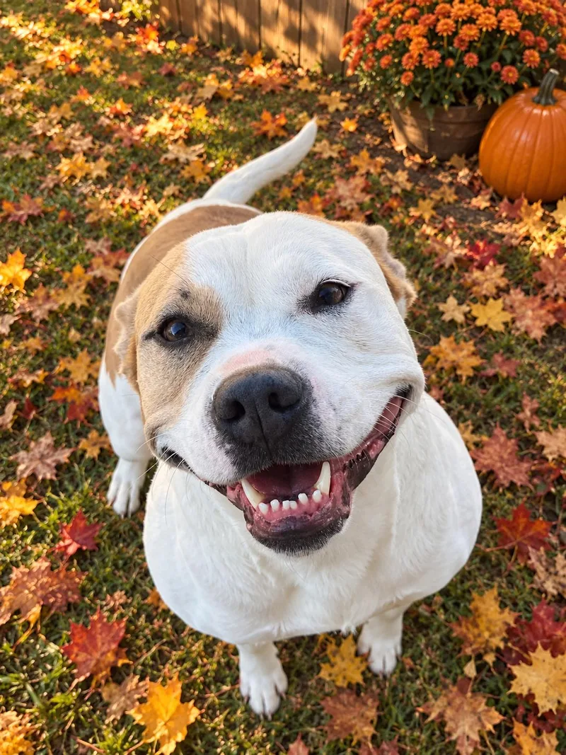 An adult medium-sized female Pit Bull Terrier dog named Josie for adoption in Lancaster, KY