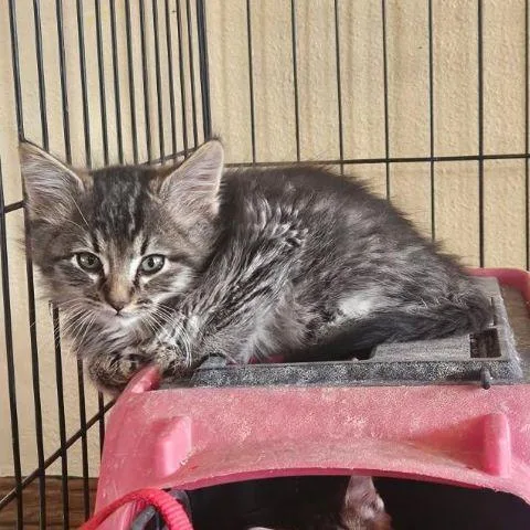 A baby medium-sized male Tabby (Gray / Blue / Silver) Domestic Medium Hair cat named Marley for adoption in Fernley, NV