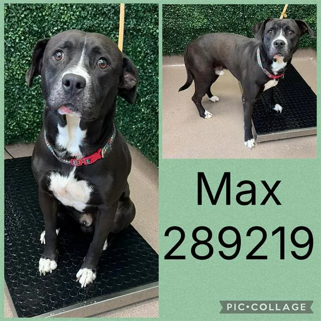 A young medium-sized male Labrador Retriever dog named Max for adoption in Macon, GA