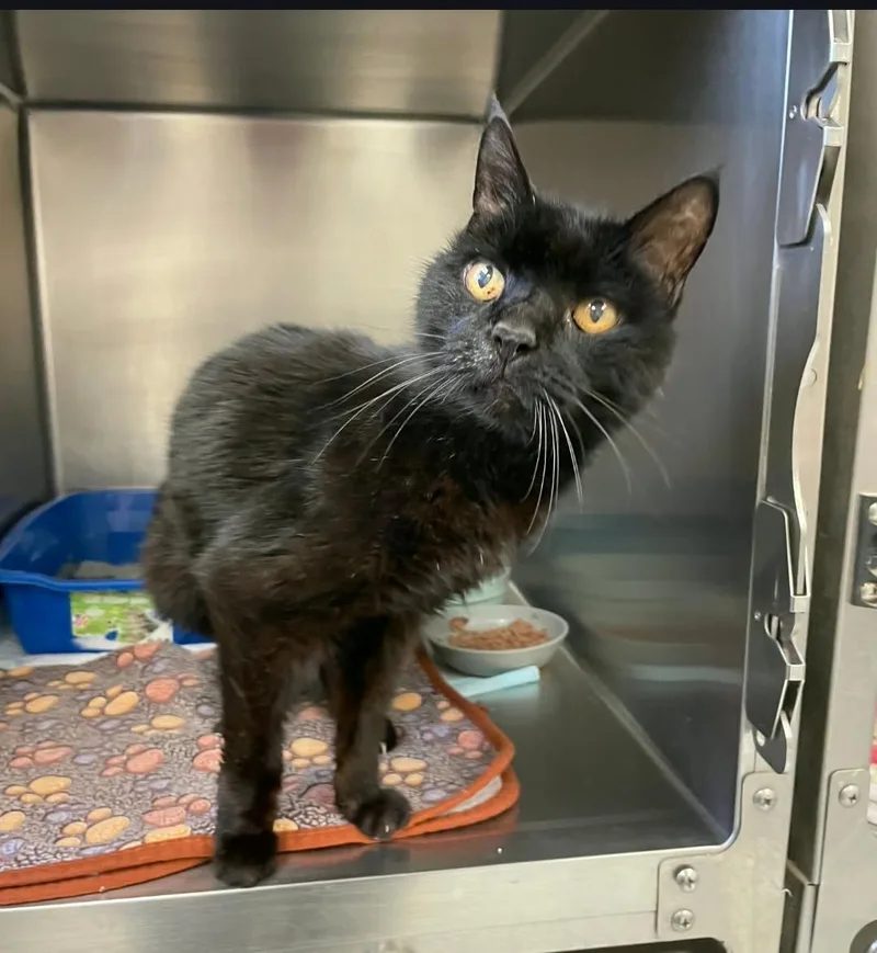 A senior medium-sized male Black Domestic Short Hair cat named Rowdy for adoption in Mansfield, OH