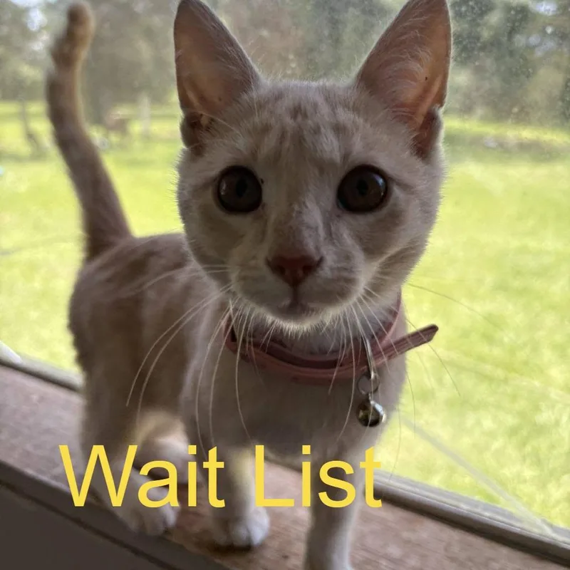 A young small-sized female Buff / Tan / Fawn Domestic Short Hair cat named Polly for adoption in Livingston, TX
