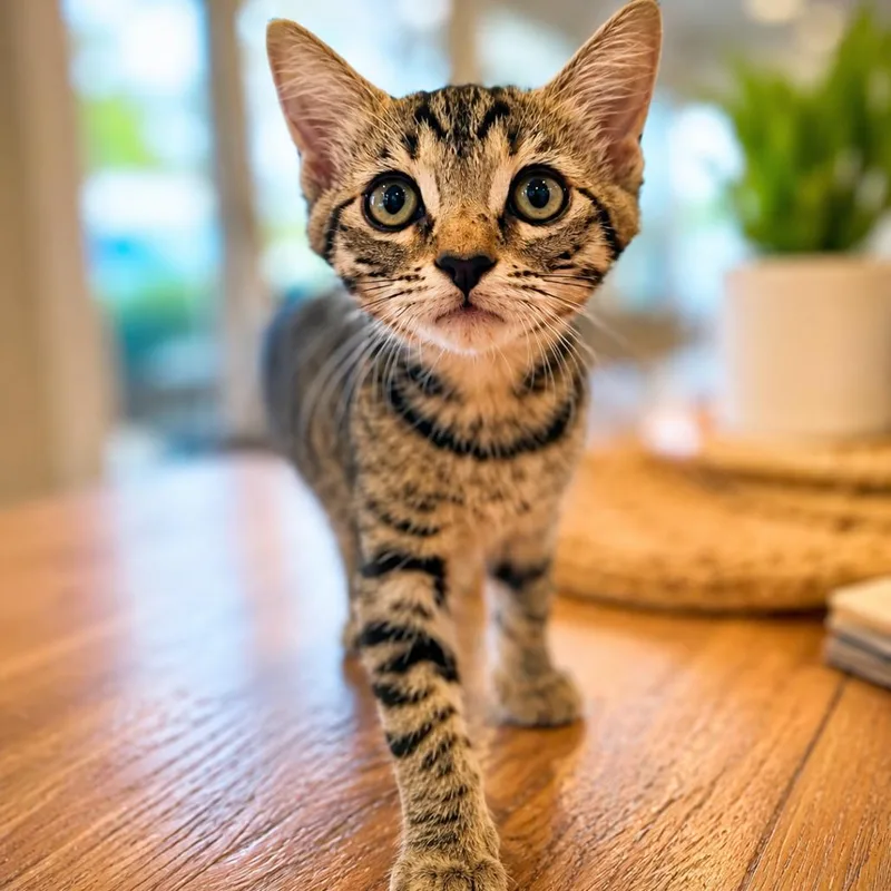A baby small-sized female Torbie Domestic Short Hair cat named Maple for adoption in Tustin, CA