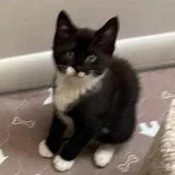 A baby small-sized male Black Domestic Short Hair cat named Guido Bryant for adoption in Merrifield, VA