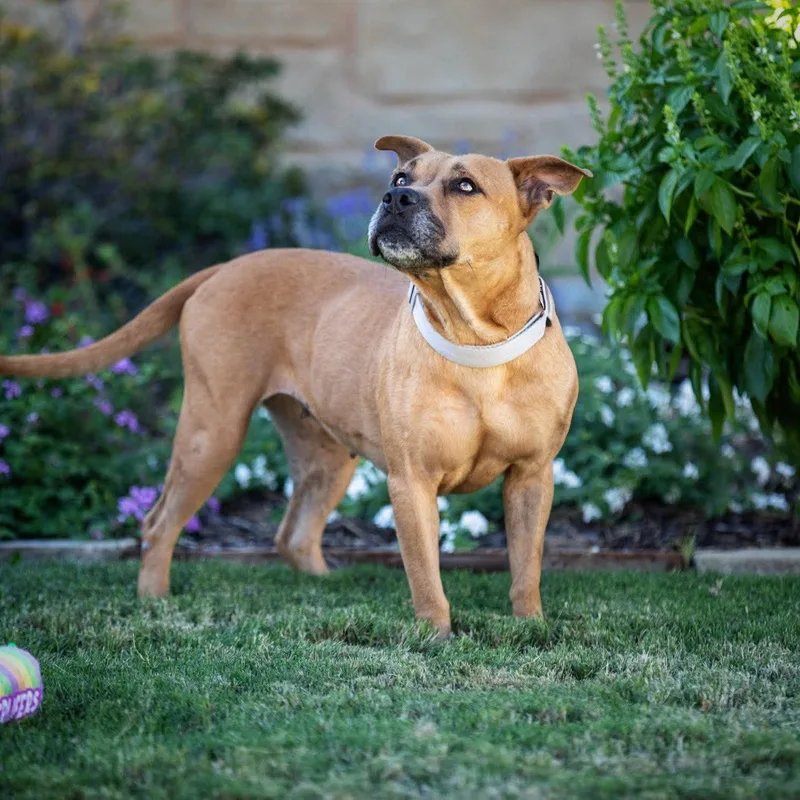 An adult medium-sized female American Staffordshire Terrier dog named Honey for adoption in Blacksburg, VA