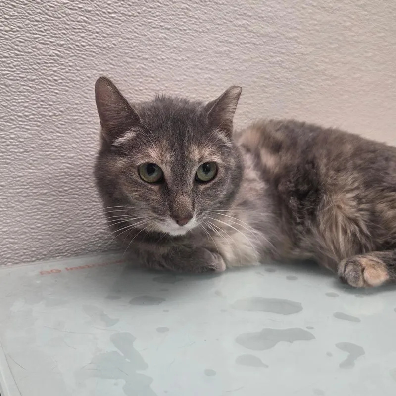 An adult medium-sized female Gray / Blue / Silver Domestic Short Hair cat named Eileen for adoption in Albuquerque, NM