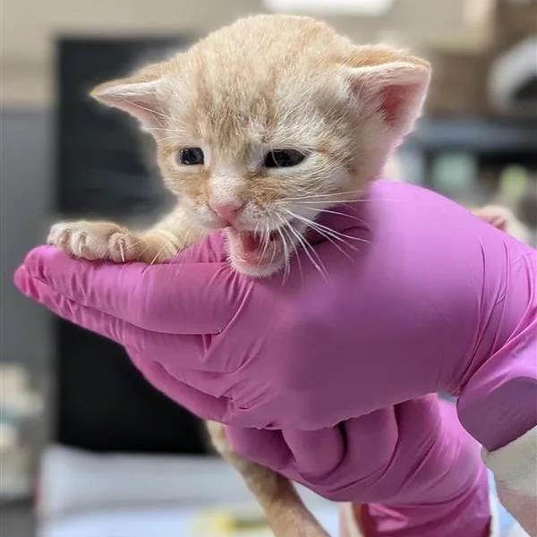 A baby small-sized male Buff / Tan / Fawn Domestic Short Hair cat named Toulouse for adoption in Houston, TX
