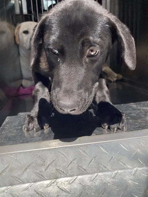 A baby large-sized female Mixed Breed dog named Gigi for adoption in Dallas, TX