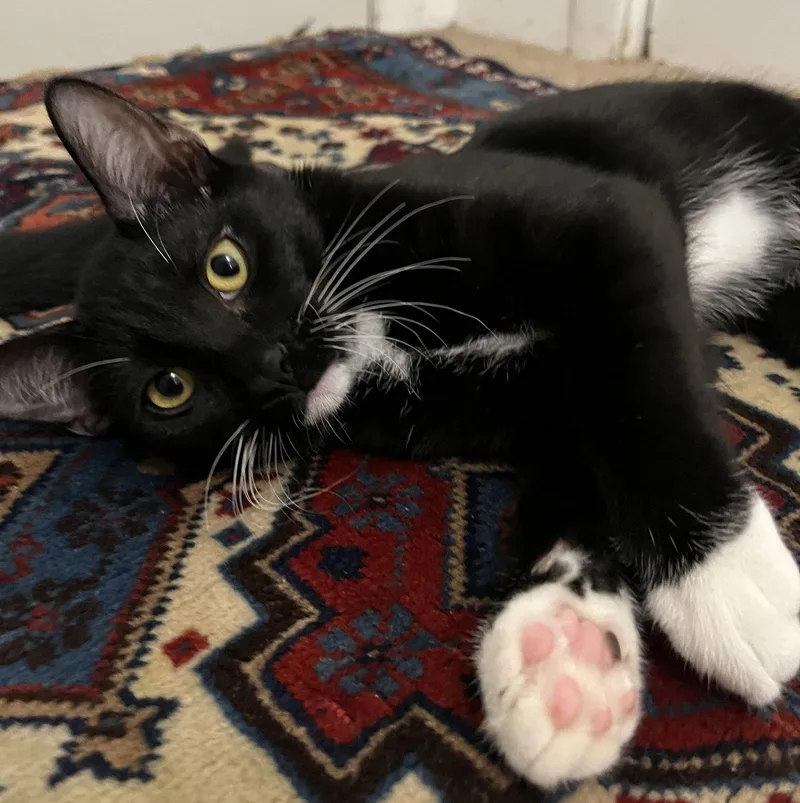 A baby medium-sized male Tuxedo cat named Wellesley magnificentlitter for adoption in Houston, TX