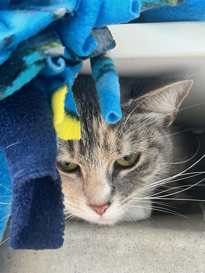 A young small-sized female Dilute Calico Domestic Short Hair cat named Muffin for adoption in Manassas, VA