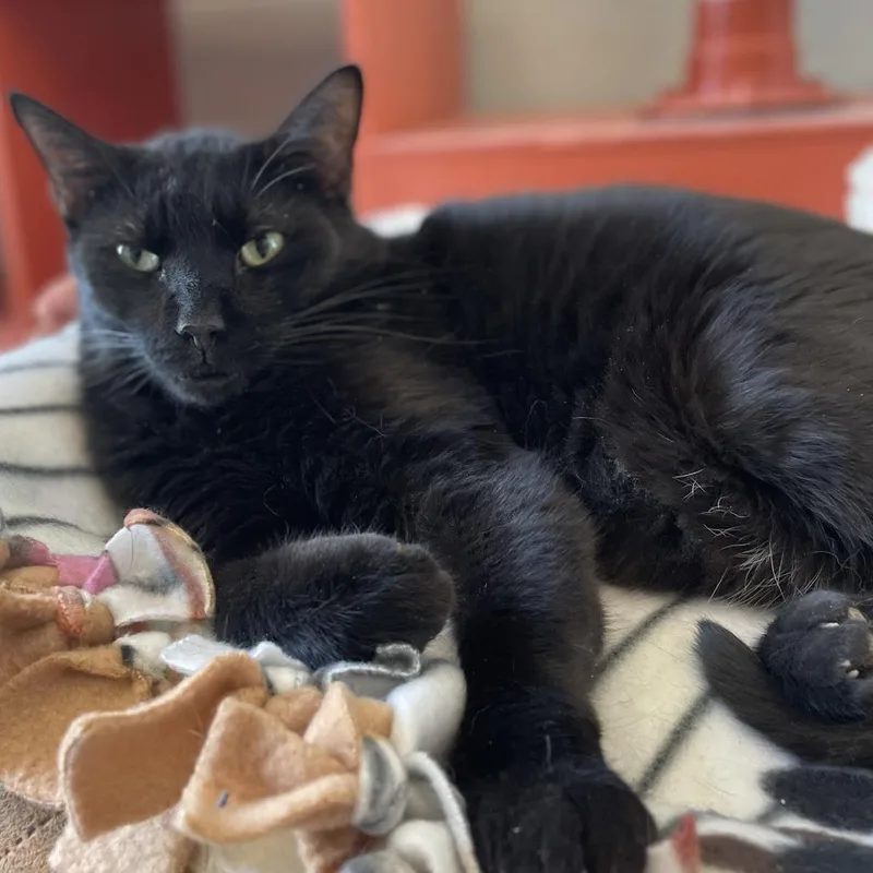 A senior small-sized male Black Domestic Short Hair cat named Frodo for adoption in West Des Moines, IA