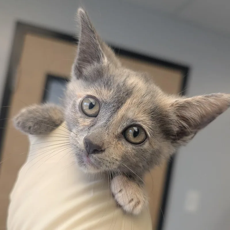A baby small-sized female Gray / Blue / Silver Domestic Short Hair cat named Story for adoption in Watertown, NY