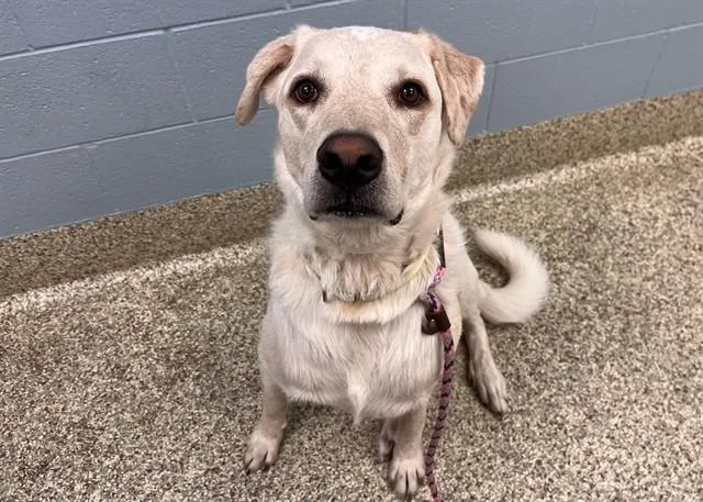 An adult large-sized male Great Pyrenees dog named Otis for adoption in Colorado Springs, CO