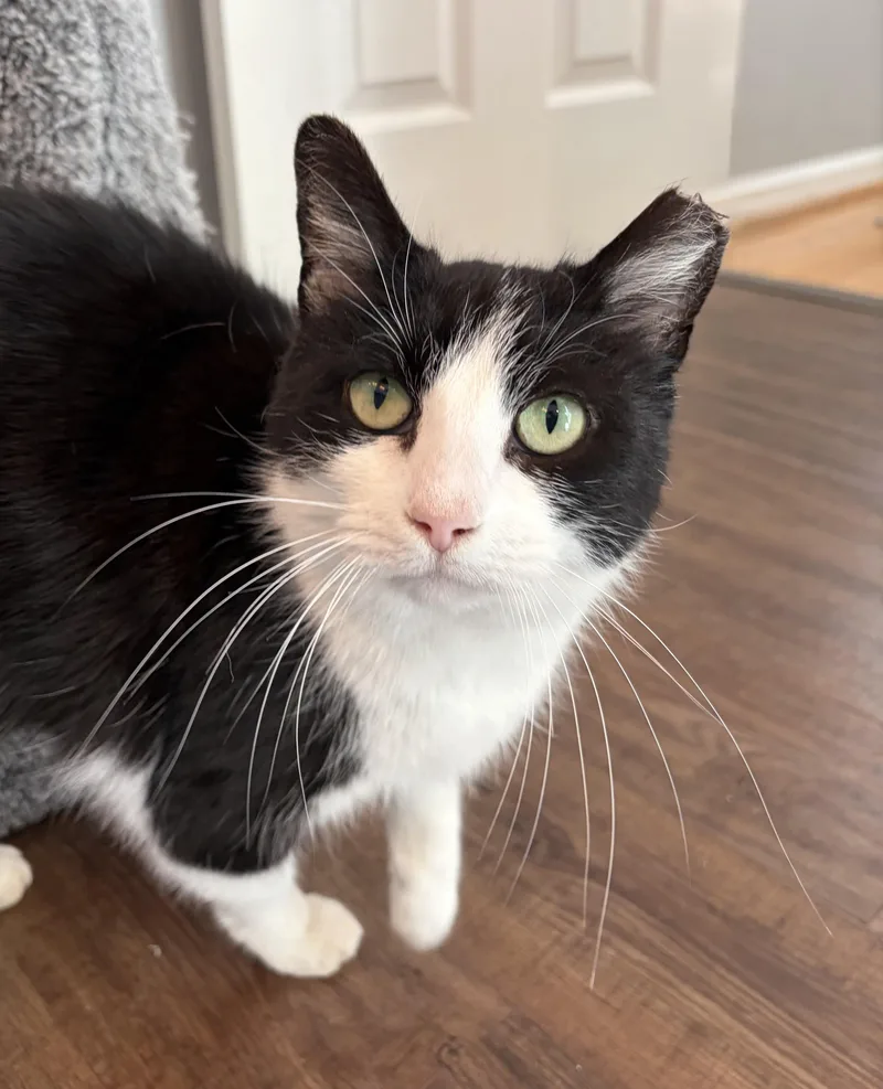 An adult medium-sized female Black & White / Tuxedo Domestic Short Hair cat named Banana for adoption in Nashville, TN