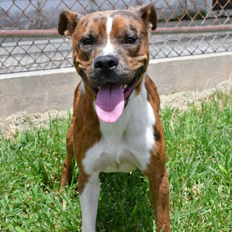 An adult medium-sized male Brindle Pit Bull Terrier dog named Living the Dream for adoption in Beaumont, TX
