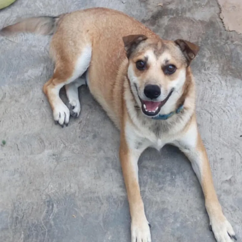 Kelamani thumbnail 3