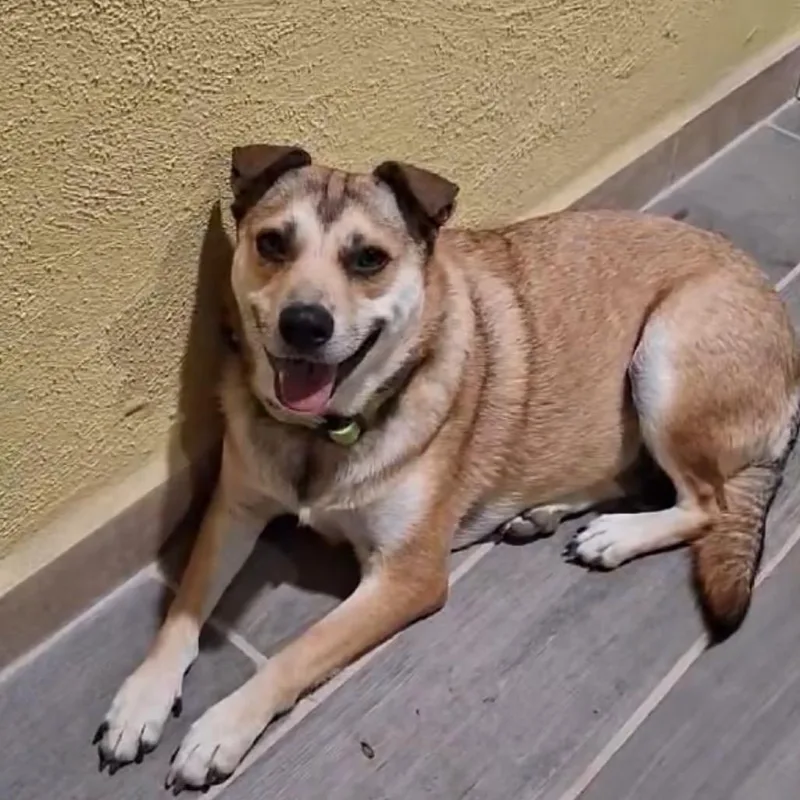 Kelamani thumbnail 6