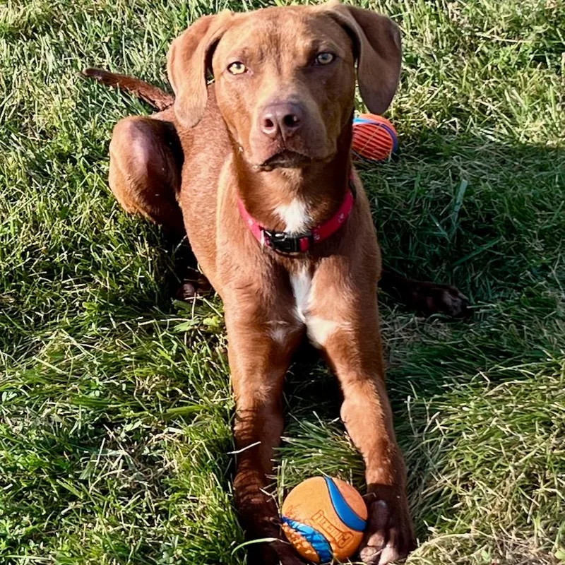 A young medium-sized male Red / Chestnut / Orange Pit Bull Terrier dog named Tito for adoption in Columbia, MO