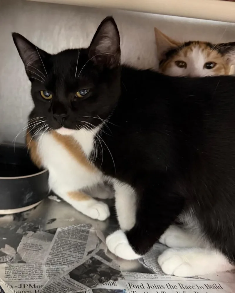 A baby medium-sized male Domestic Short Hair cat named Common Whitetail for adoption in Cincinnati, OH