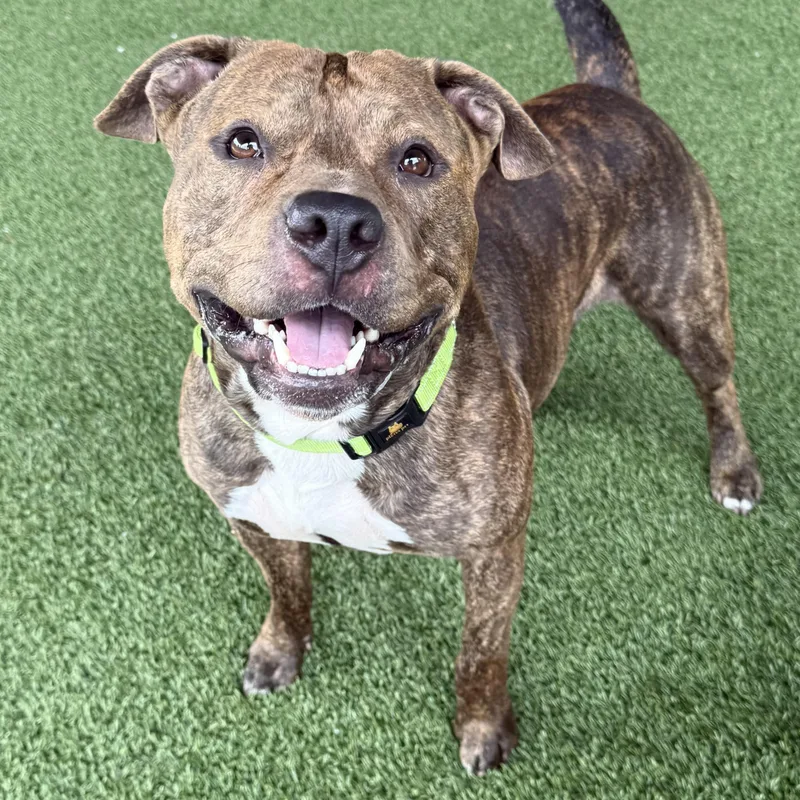 An adult medium-sized male Brindle Pit Bull Terrier dog named Tego for adoption in Eatontown, NJ