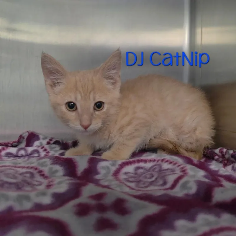A baby small-sized male Domestic Short Hair cat named DJ Catnip for adoption in Parkersburg, WV