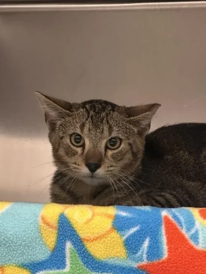 A baby small-sized male Domestic Short Hair cat named Sweet Potato Pie for adoption in Golden Valley, MN