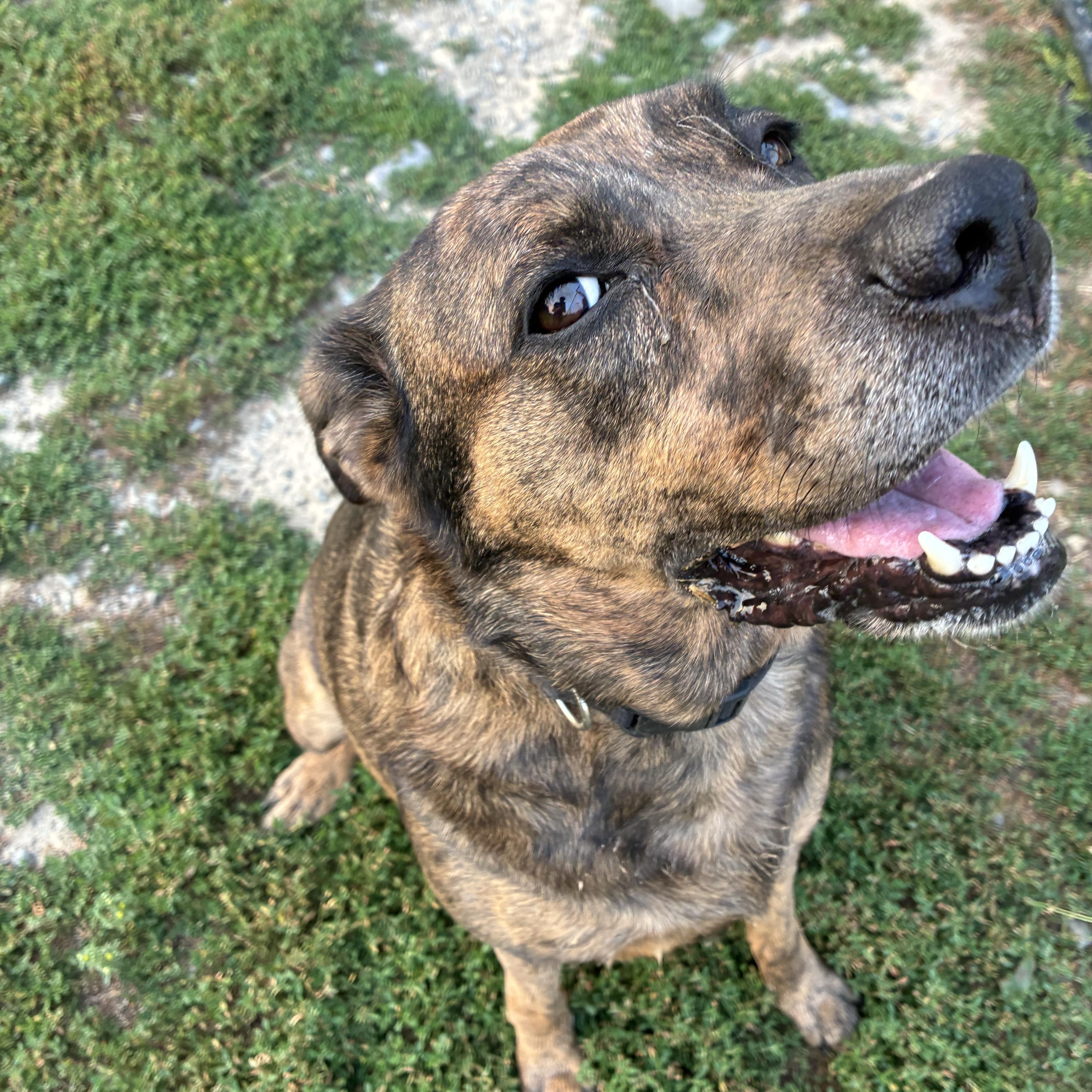 Kali