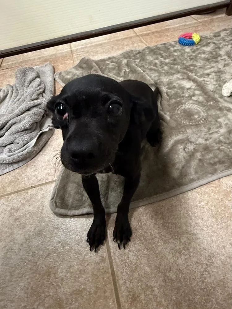 An adult small-sized female Dachshund dog named The Doxies : Daisy for adoption in Osgood, IN
