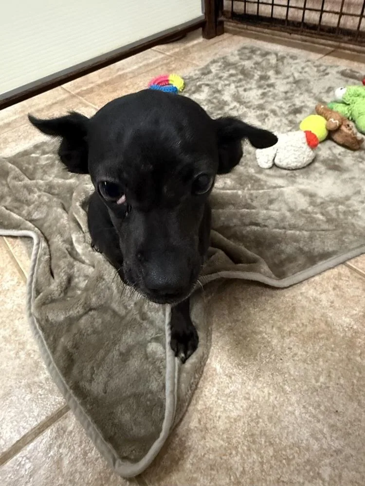 The Doxies : Daisy thumbnail 2