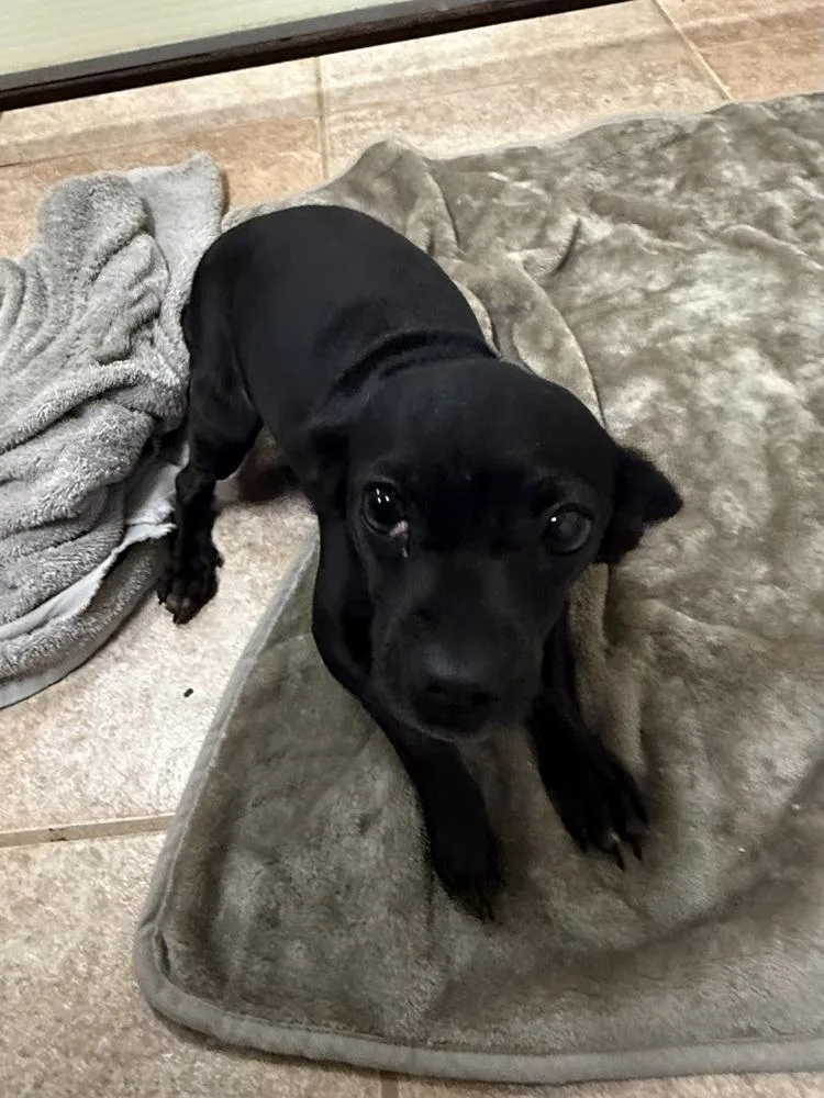 The Doxies : Daisy thumbnail 3
