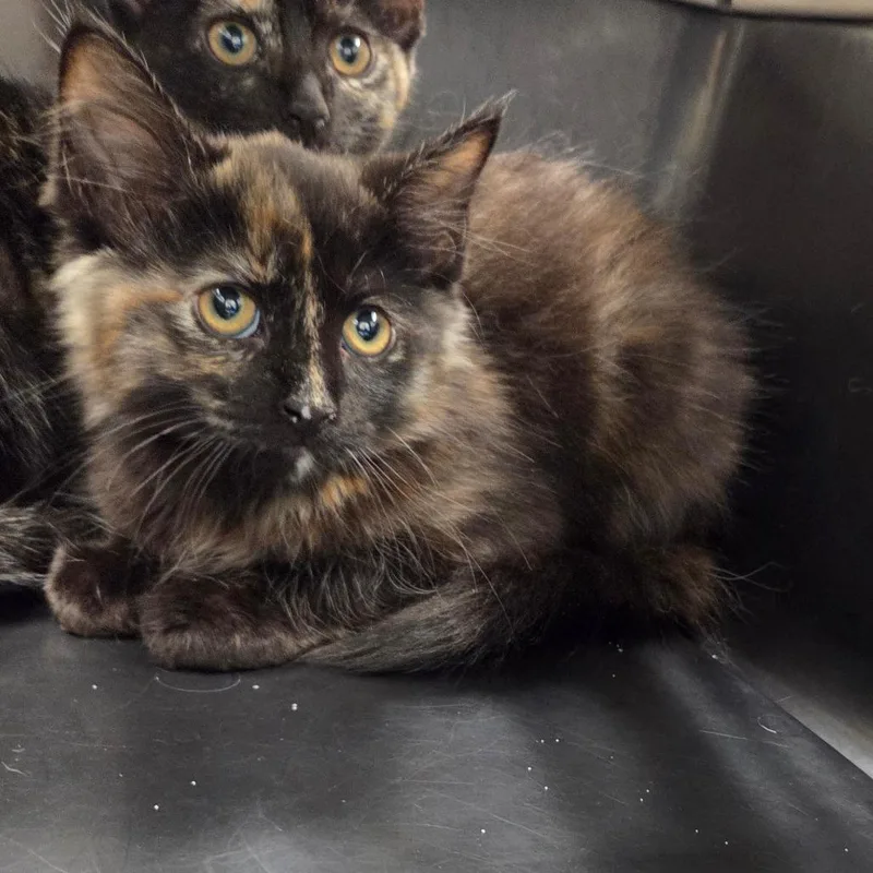 A baby small-sized female Tortoiseshell Domestic Medium Hair cat named Badger for adoption in Chattanooga, TN
