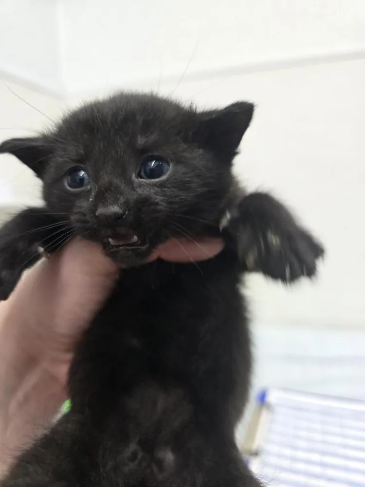 A baby small-sized male Black Domestic Short Hair cat named Camden for adoption in Evansville, IN