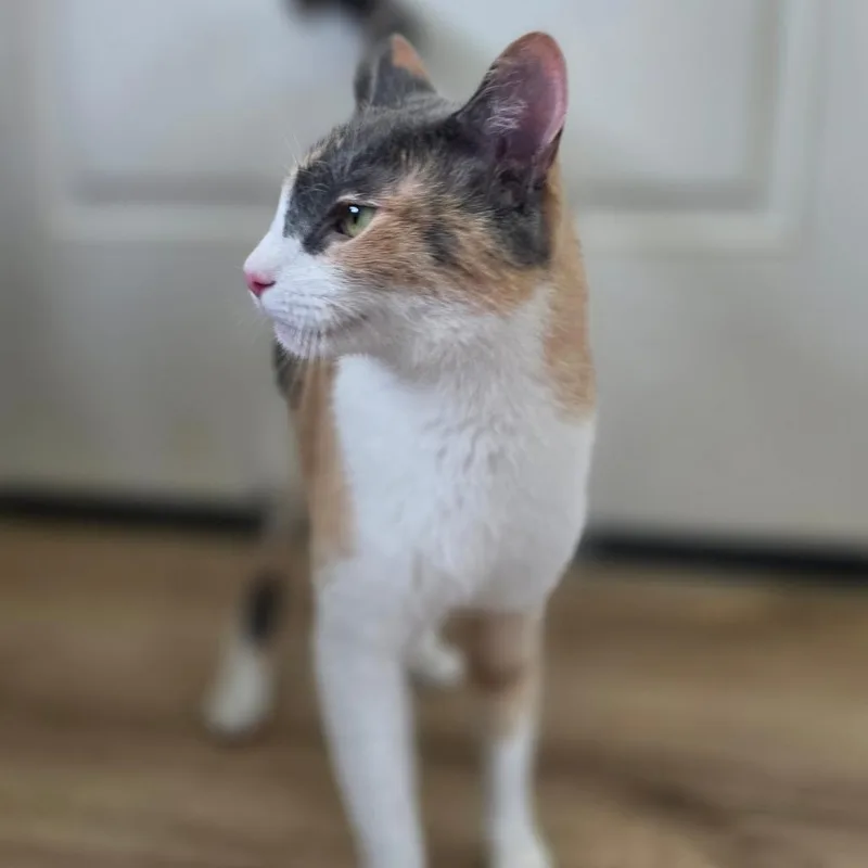 A young medium-sized female White Domestic Short Hair cat named Pandora for adoption in Chapel Hill, NC