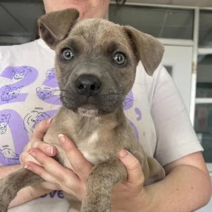 A baby large-sized female Mixed Breed dog named Lucy for adoption in Munster, IN