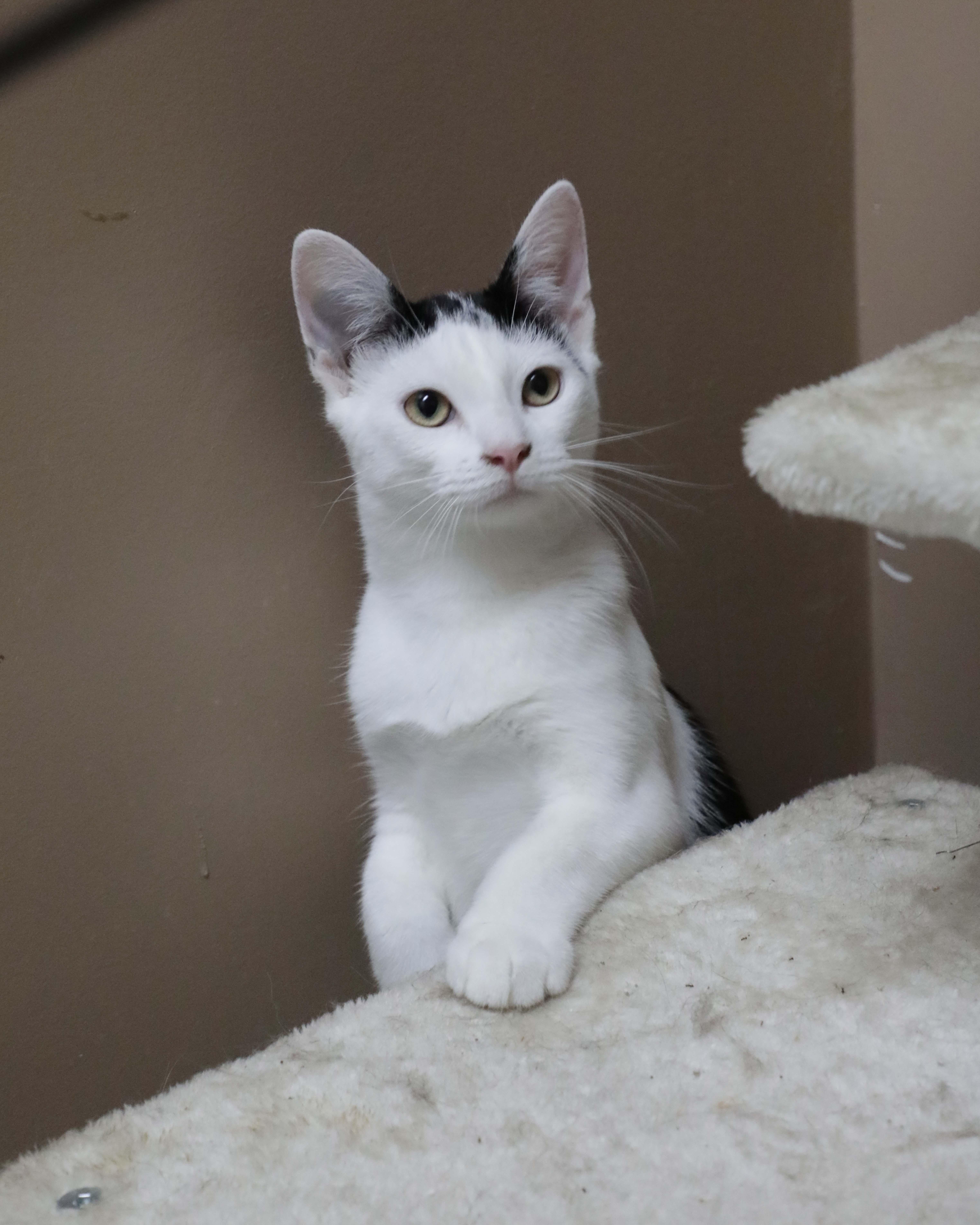 A baby medium-sized male White Domestic Short Hair cat named Paneer for adoption in Rock Falls, IL