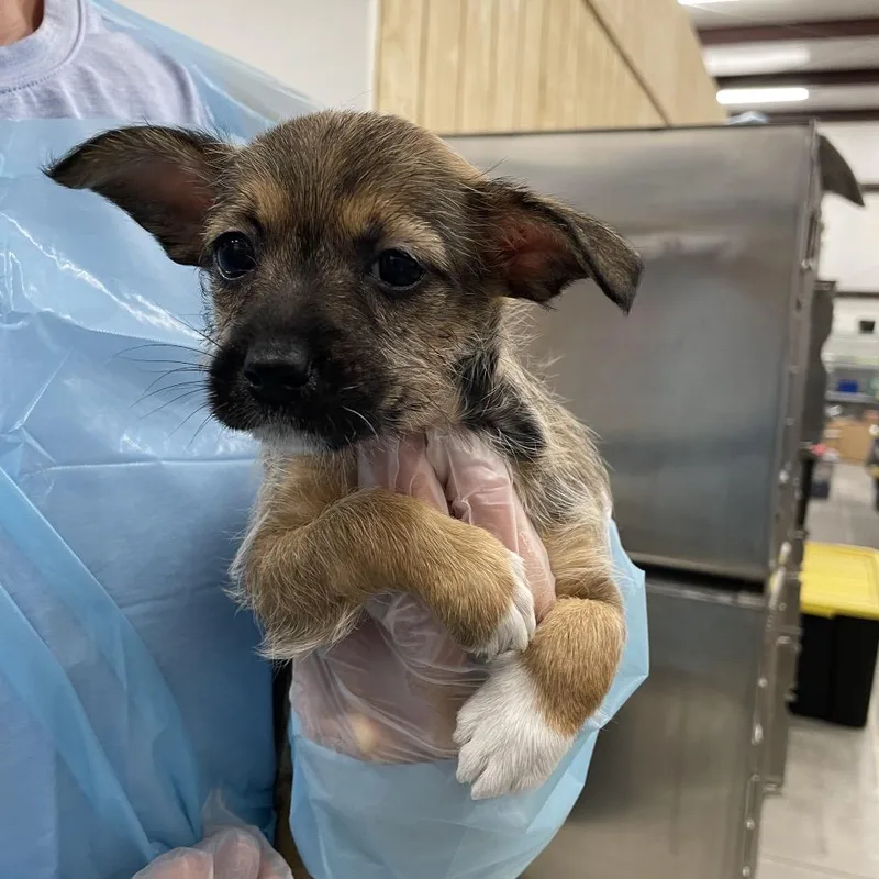 A baby small-sized female Brown / Chocolate Wirehaired Terrier dog named Dior for adoption in La Grange, KY